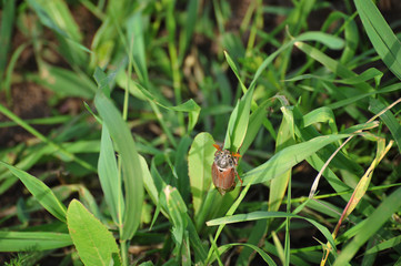 May bug in the field. Brown beetle in the grass. Beautiful beetle in nature. Cockchafer. Macro shot. (Melolontha melolontha)