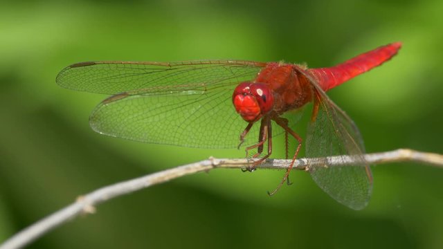 Scarlet dragonfly - ungraded footage