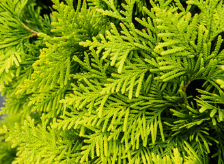 Fototapeta premium closed up Thuja orientalis Endl. in the park