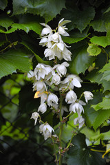 Flowering yuссa. Exotic flower - soft selected focus