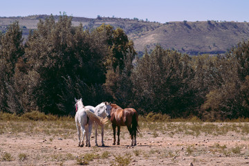 Tres caballos en el campo