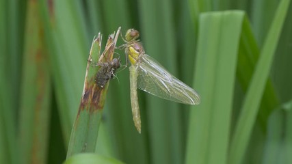 Dragonfly emergence - ungraded footage