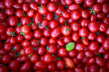 il pomodorino solitario verde