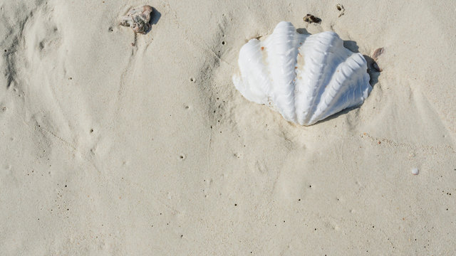 White giant clam shell on smooth sandy beach.