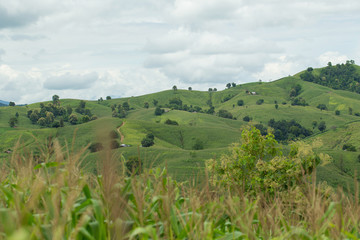 Fototapeta na wymiar Agricultural Green corn field on hill with blue sky
