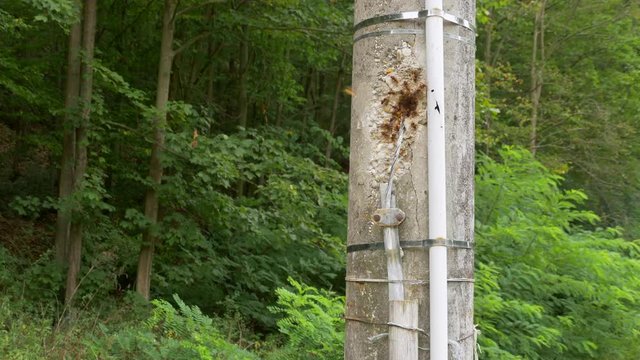 European hornet (Vespa crabro) at nest entrance