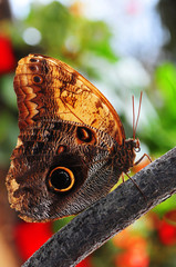 Blue Morpho Peleides © Joanna