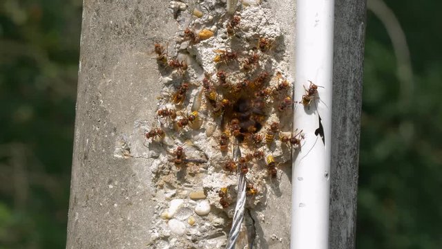 European hornet (Vespa crabro) at nest entrance