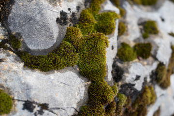Mousse sur rocher