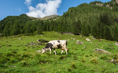 Fototapeta na wymiar mountain landscape. Summer view of the Rabbi Valley, Trentino Alto Adige, Italy