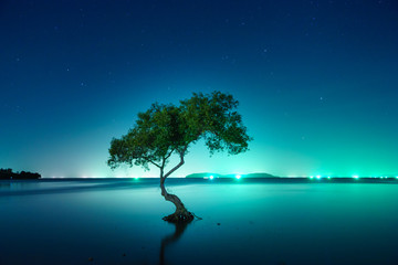 Blue dark night sky with many stars above the tree.