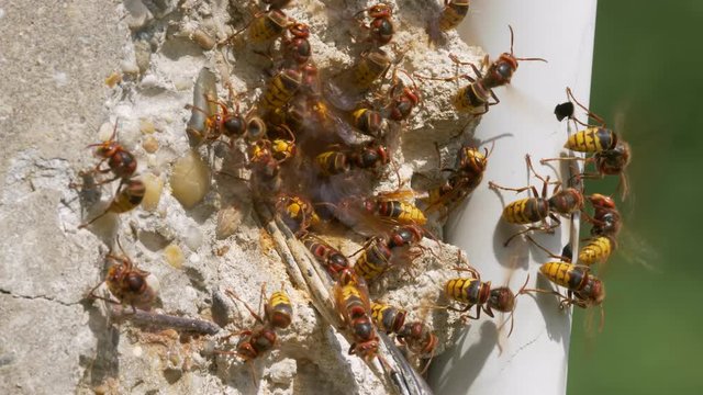 European hornet (Vespa crabro) at nest entrance
