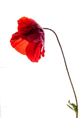 old isolated red poppy flower, white background. studio shot, closeup