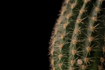 Kaktus vor schwarzen Hintergrund