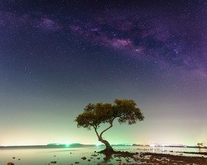 Milky way over the tree
