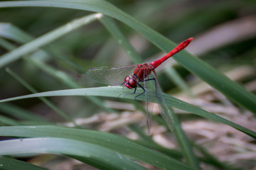 Big red dragonfly