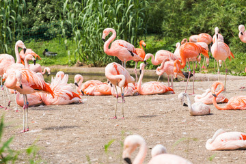 Flock of Greater Flamingo, Nice pink big bird, animal in the nature habitat