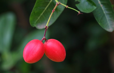 Carunda or Karonda fruit on tree organic garden