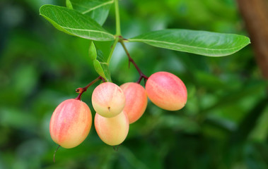 Carunda or Karonda fruit on tree organic garden