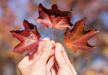 Red autumn leaves in womans hand