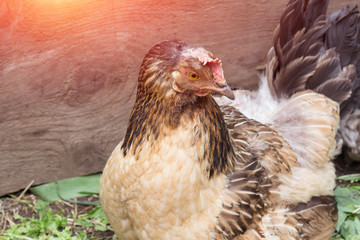 Chicken in henhouse. Close up, brown home chicken on the farm. Chicken grown without the use of antibiotics and hormones. The concept of healthy products