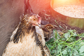 Close up, brown home chicken on the farm. Chicken grown without the use of antibiotics and hormones. The concept of healthy products
