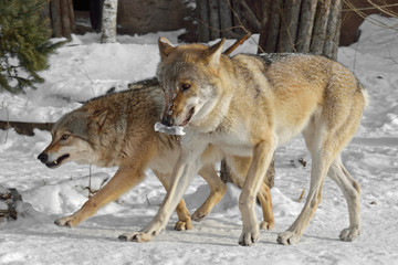 Grey wolves (Canis lupus). Couple in winter