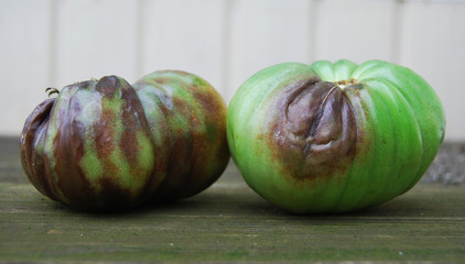 Green tomatoes, infected with late bloom, on a wooden table