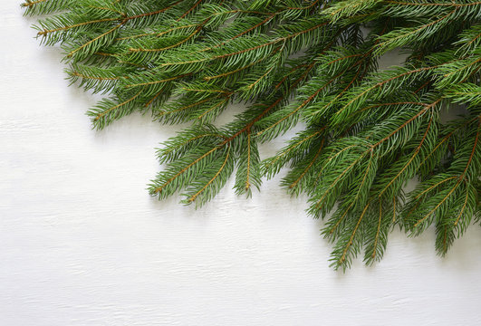 Fir tree branch