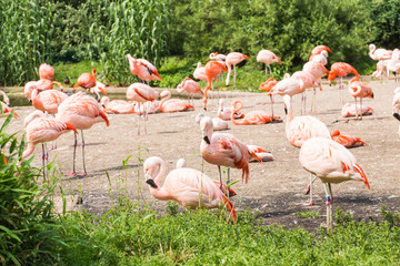 Flock of Greater Flamingo, Nice pink big bird, animal in the nature habitat