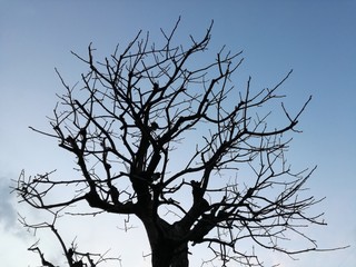 冬の柿の木a_persimmon_tree_in_the_winter