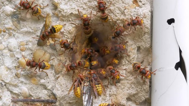 European hornet (Vespa crabro) at nest entrance
