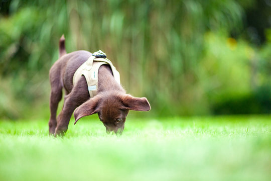 Brauner Welpe in Mesh-Geschirr frisst im Gras - Brown puppy in mesh harness eats in the grass
