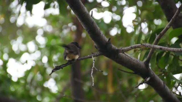 Bird (Pied Fantail Flycatcher, Rhipidura javanica) black color perched on a tree in the garden
