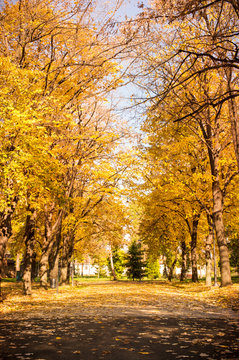 Park covered in fallen leaves, autumn scene