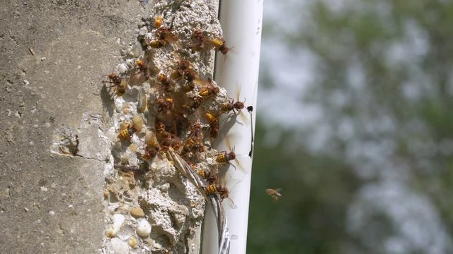 European hornet (Vespa crabro) at nest entrance