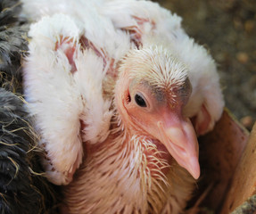 Pigeon nestling in a nest, white color