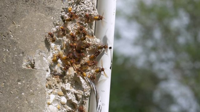 European hornet (Vespa crabro) at nest entrance
