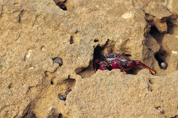Crabs wildlife - Grapsus grapsus adscensionis - red rock crab