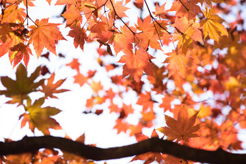Red autumn maple leaves on tree