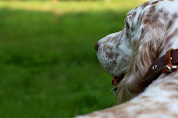 Back close up view on english setter face, big spotty dog portrait on vintage green background