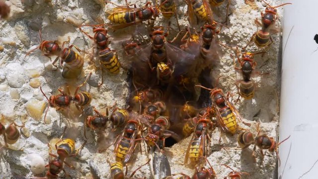 European hornet (Vespa crabro) at nest entrance