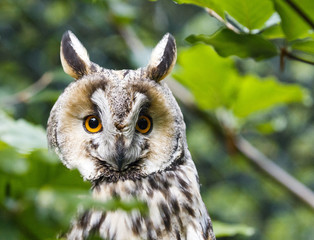Long-eared Owl - portrait