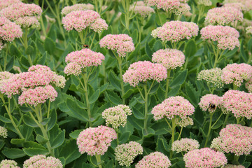 Showy stonecrop flowers (Sedum spectabile or Hylotelephium spectabile) on flowerbed