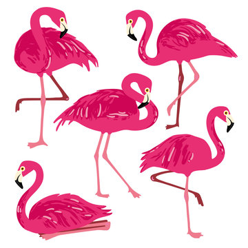 Vector set with pink flamingos. Hand Drawn illustration