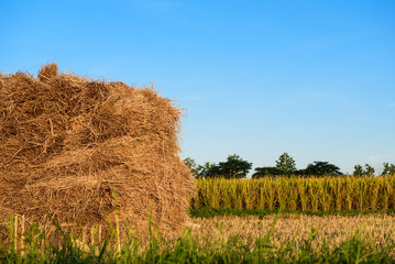 Harvested rice in paddy field