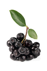 Chokeberry with leaf isolated on white background. Black aronia berries