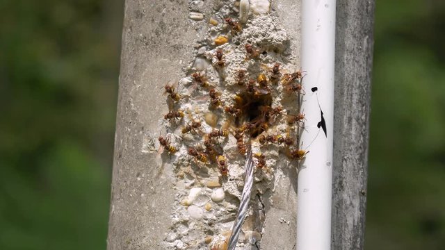 European hornet (Vespa crabro) at nest entrance