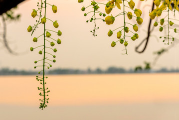 Golden Shower Tree symbol of khonkaen province in thailand beside sunset lake