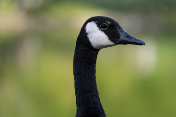 Canadian goose close up